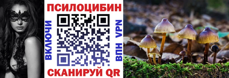 купить наркотик  Новая Ладога  Псилоцибиновые грибы мицелий 